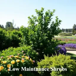 low-maintenance shrubs for sunny landscapes