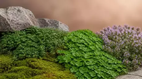 Groundcovers for a Polished Landscape